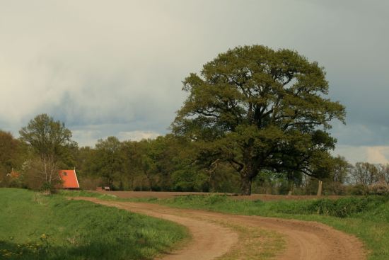 zomerlandschap